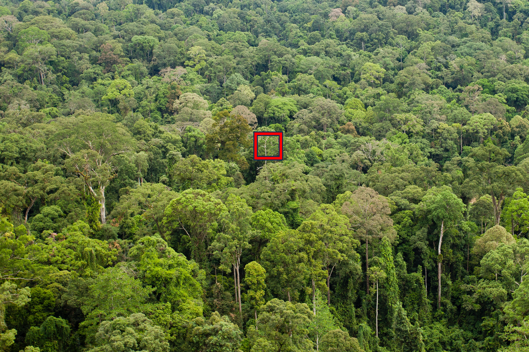 an aerial photo of a rain forest in Borneo with a focus point